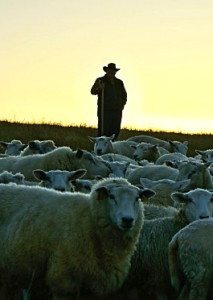 shepherd-craig-rogers-3